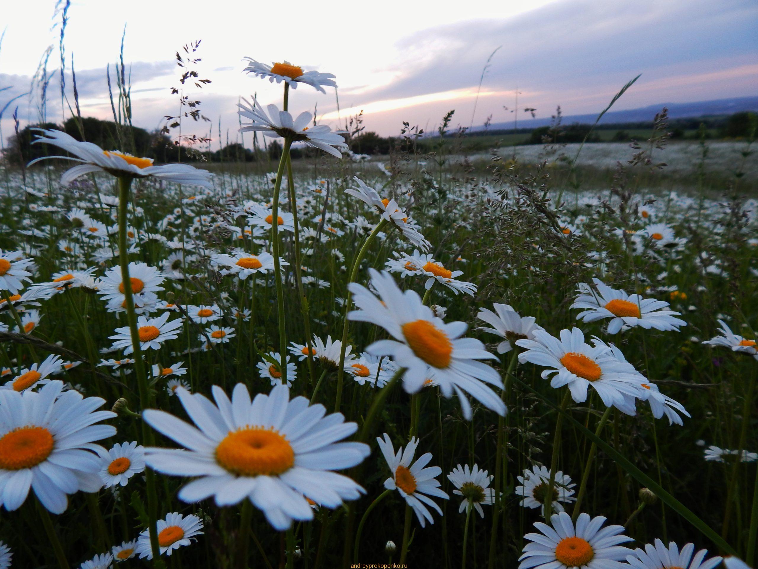 Закат на ромашковом поле около Ессентуков