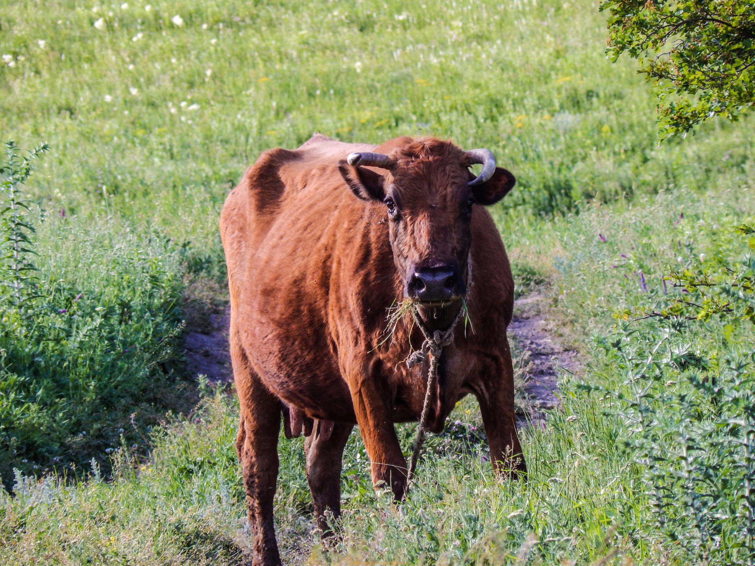 Поход на гору Верблюд на КМВ. Лето, цветы, облака
