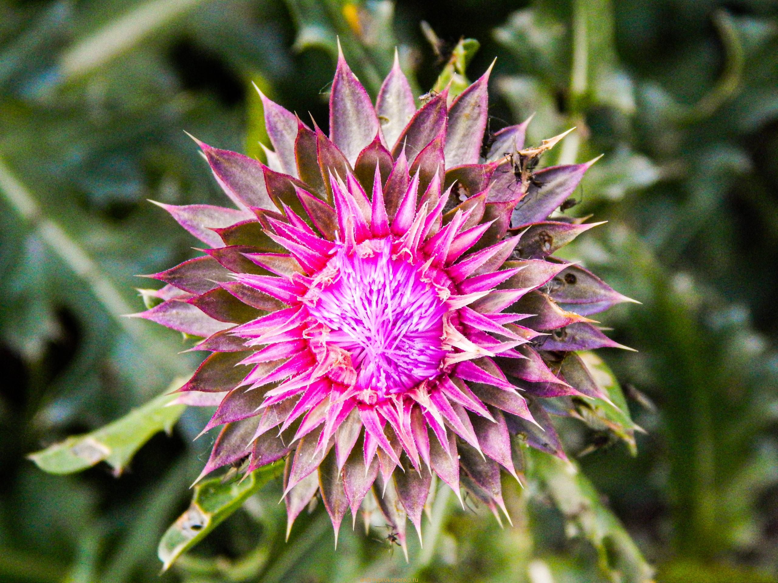 Поход на гору Верблюд на КМВ. Лето, цветы, облака