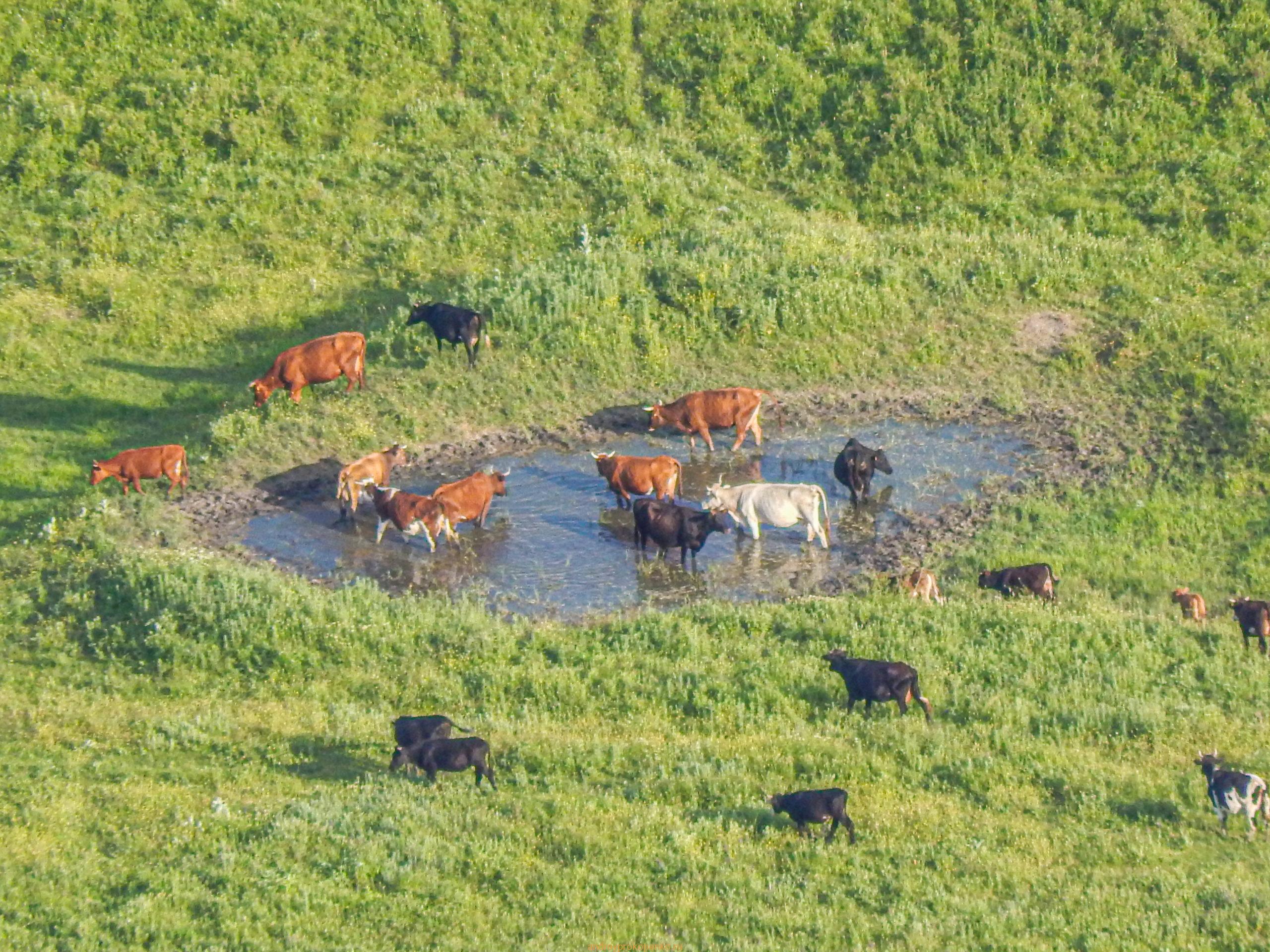 Поход на гору Верблюд на КМВ. Лето, цветы, облака