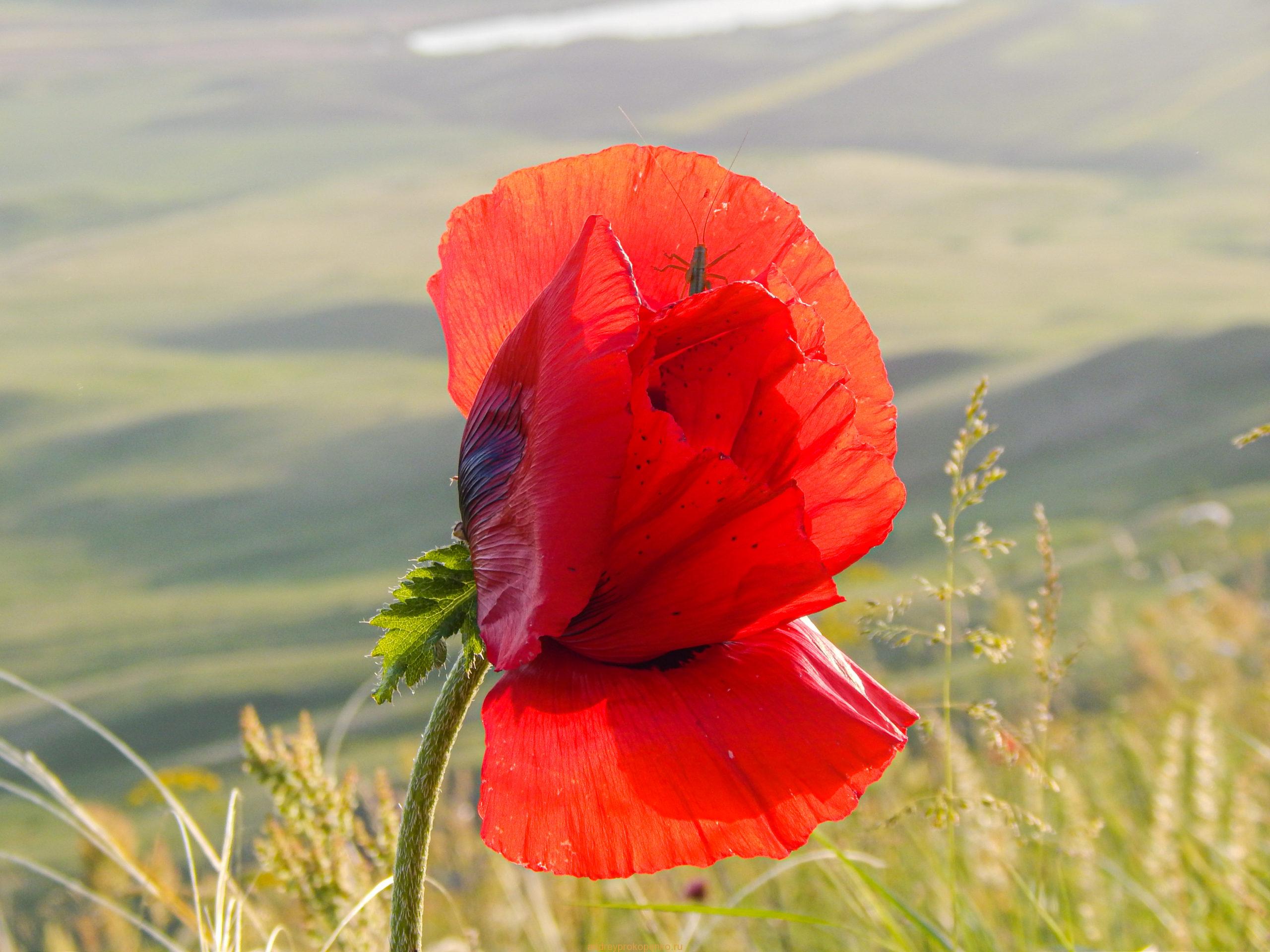 Поход на гору Верблюд на КМВ. Лето, цветы, облака