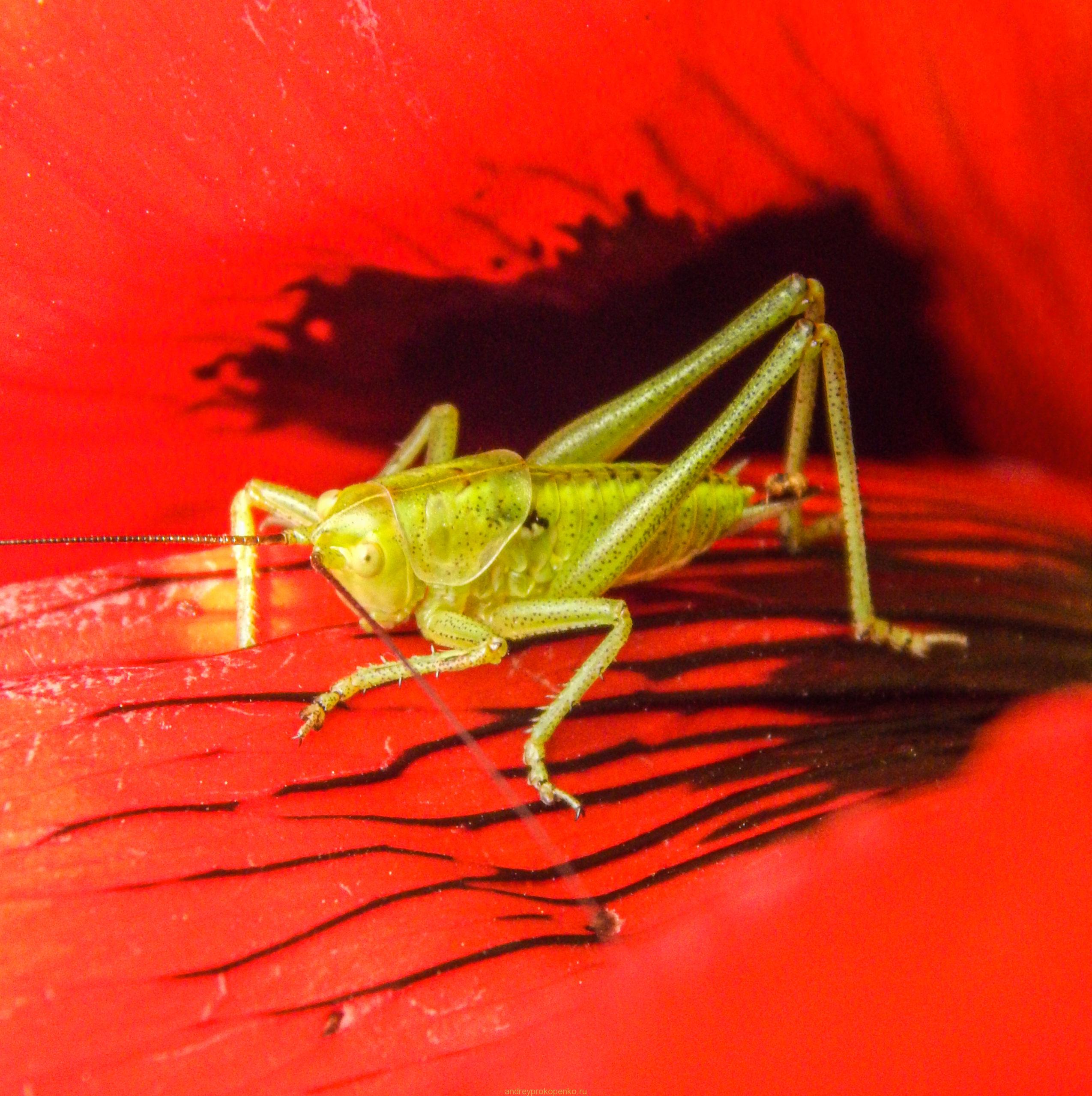 Поход на гору Верблюд на КМВ. Лето, цветы, облака