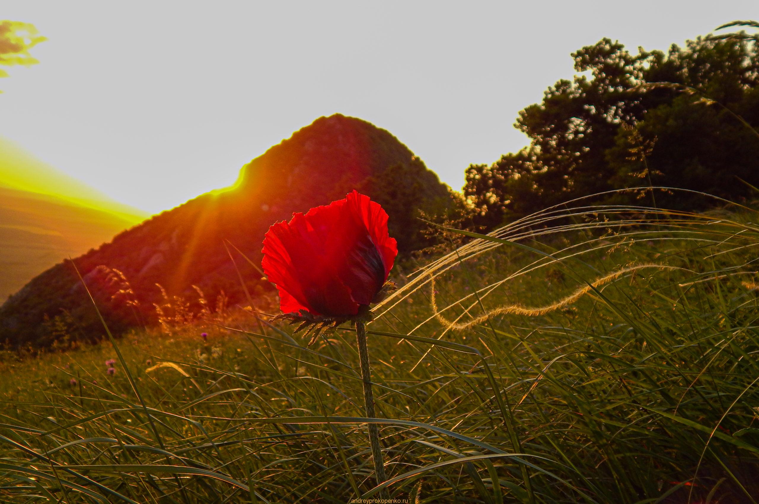 Поход на гору Верблюд на КМВ. Лето, цветы, облака