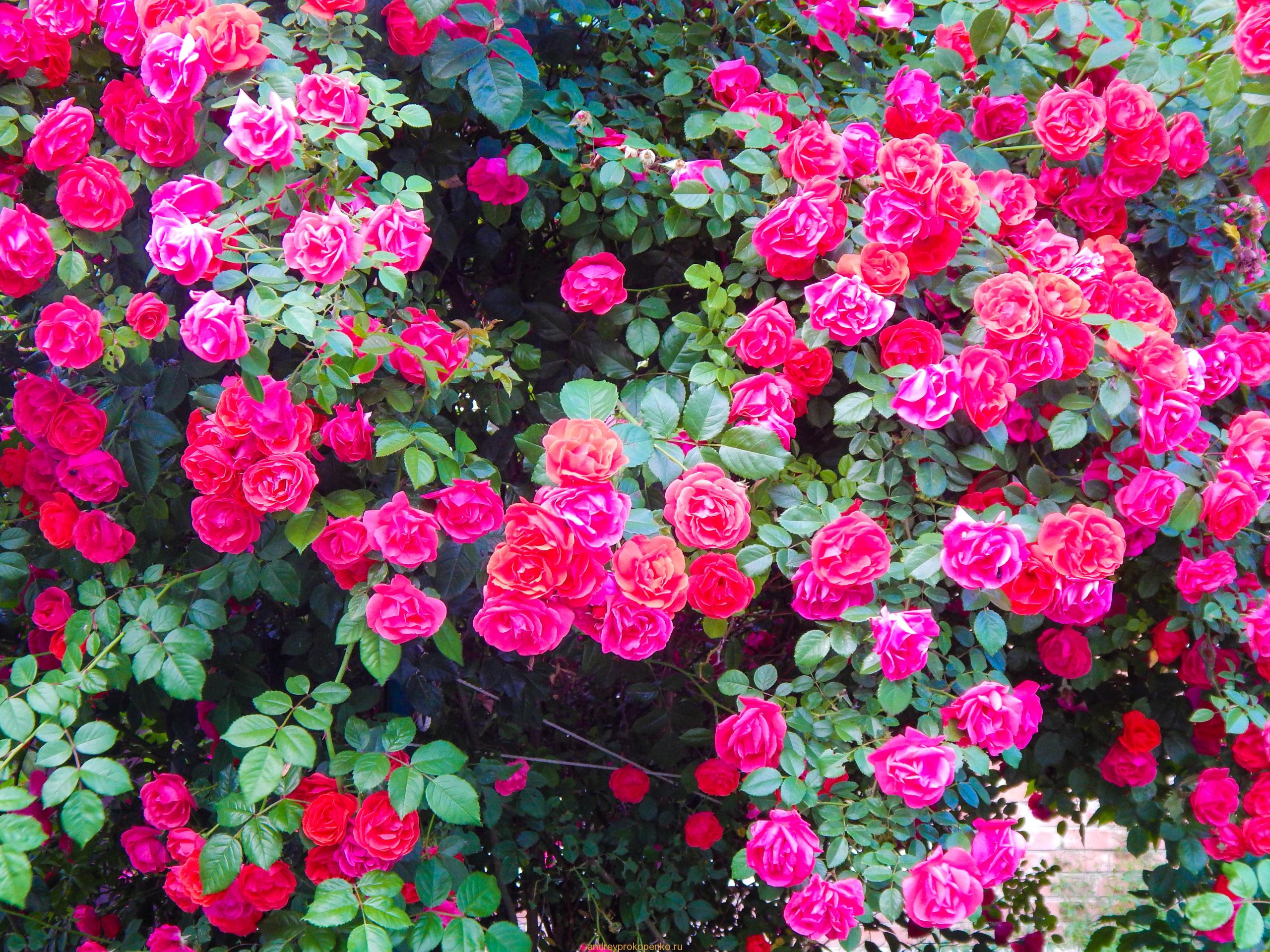 Вечерняя прогулка по Пятигорску