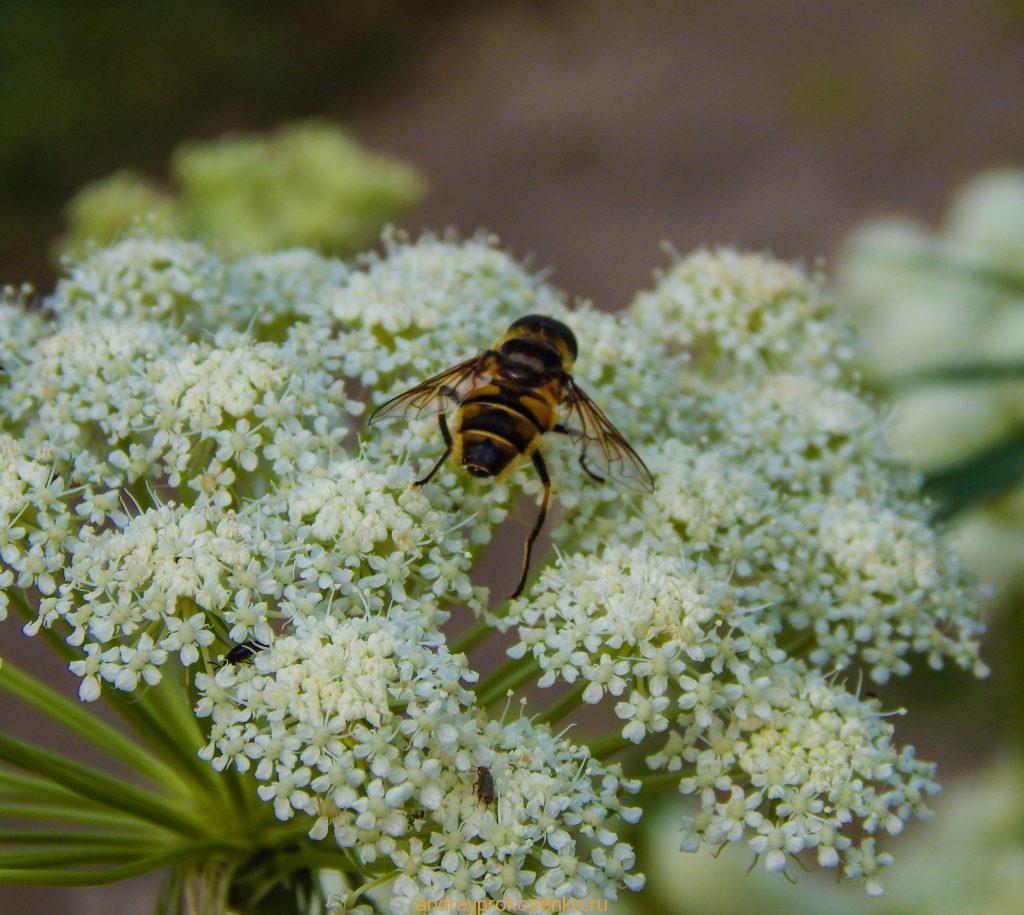 Кувшинки на Монастырском озере. Гора Бештау