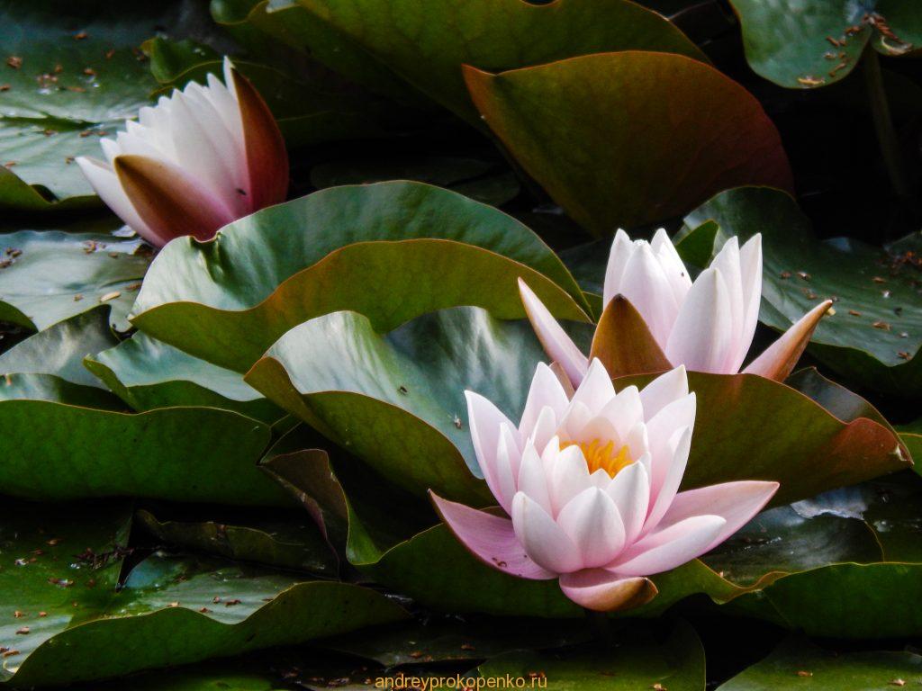 Кувшинки на Монастырском озере. Гора Бештау