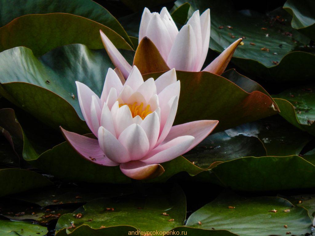 Кувшинки на Монастырском озере. Гора Бештау