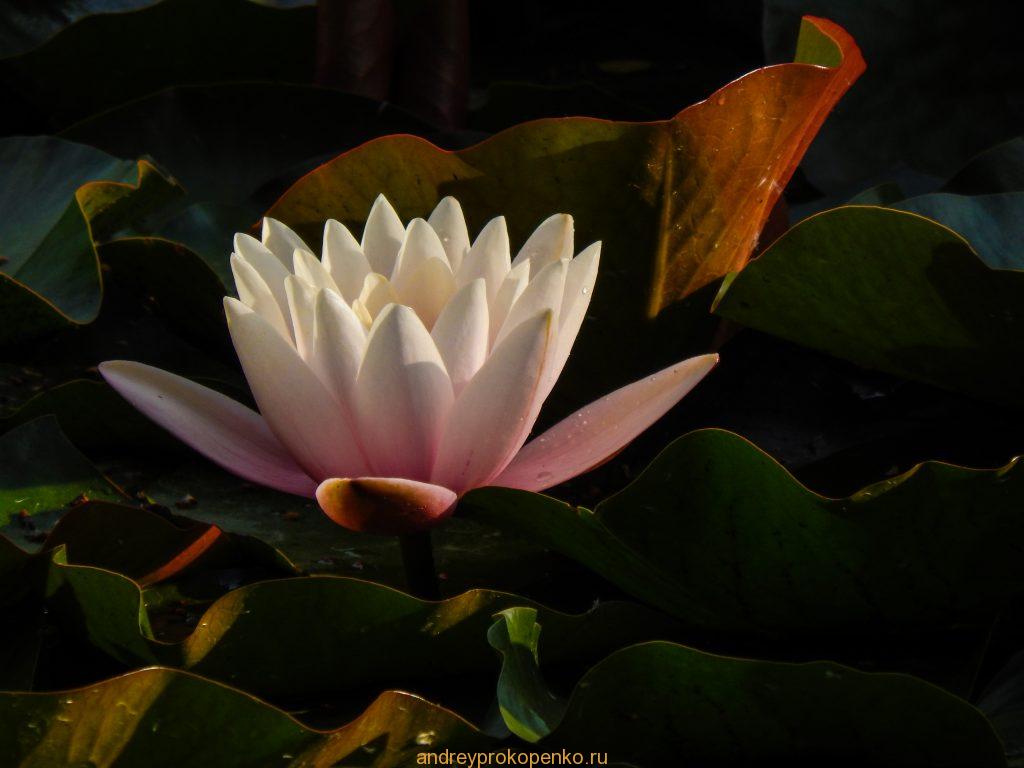 Кувшинки на Монастырском озере. Гора Бештау