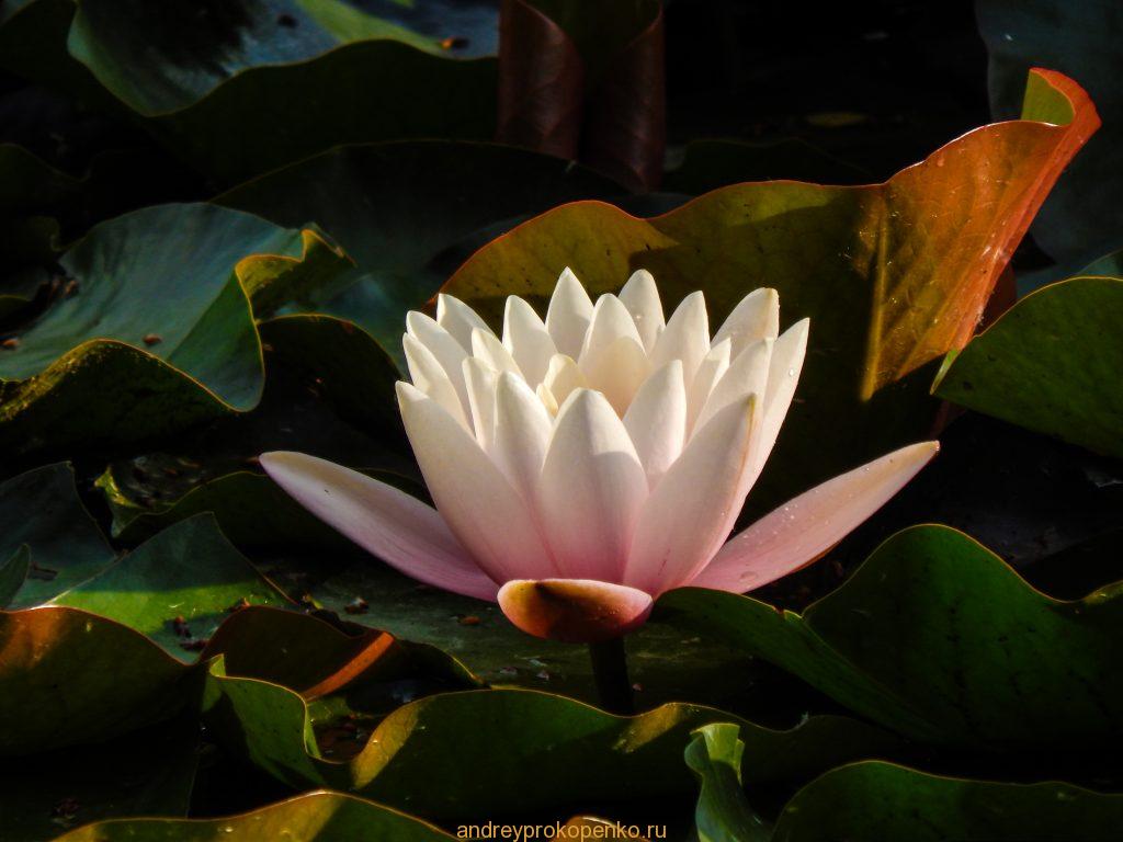 Кувшинки на Монастырском озере. Гора Бештау