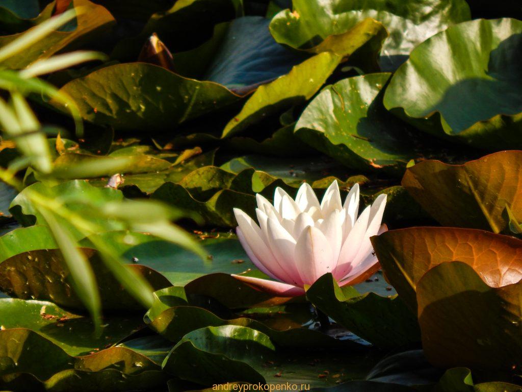 Кувшинки на Монастырском озере. Гора Бештау