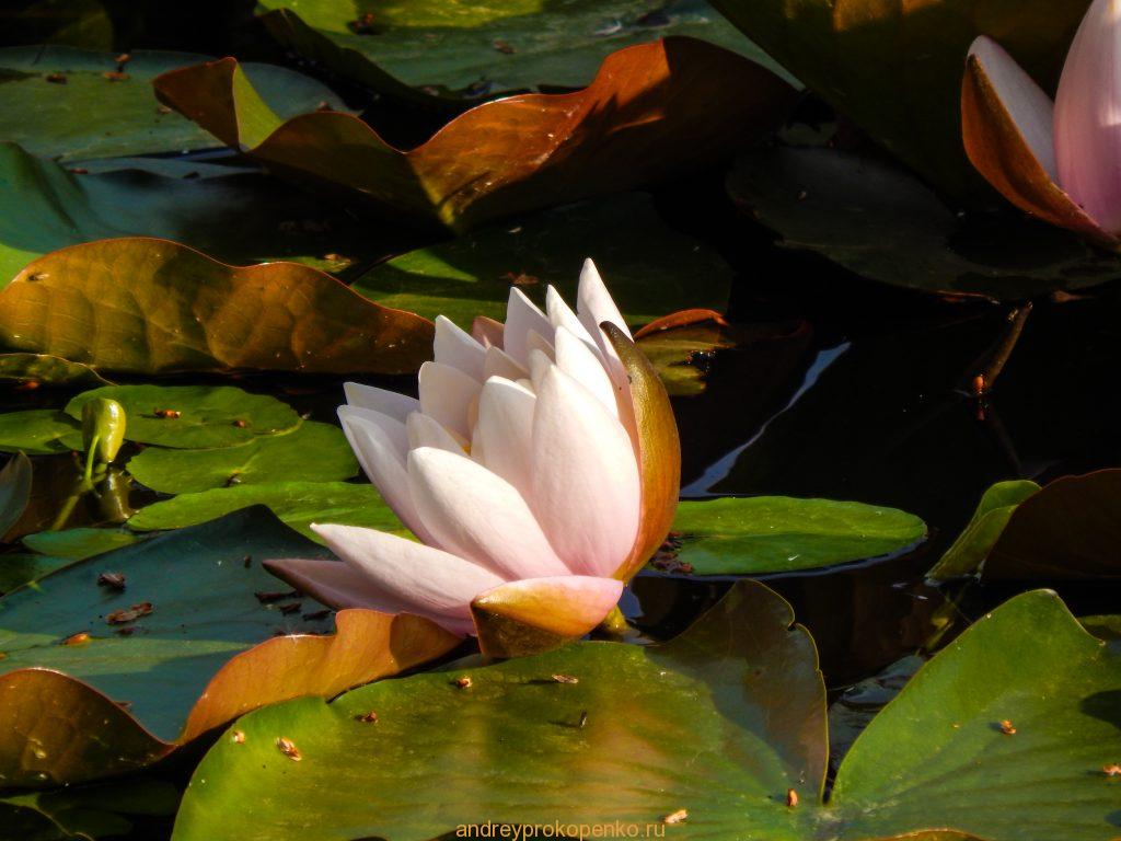 Кувшинки на Монастырском озере. Гора Бештау