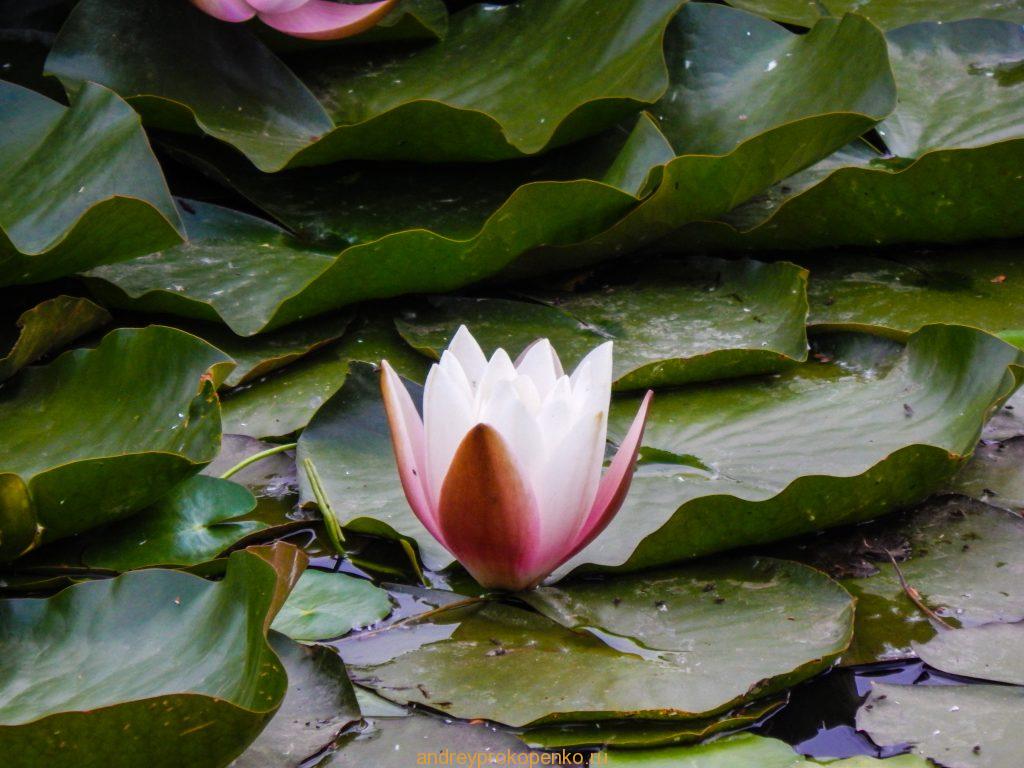 Кувшинки на Монастырском озере. Гора Бештау