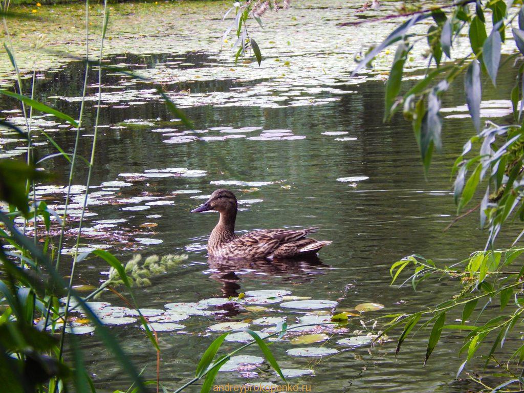 Кувшинки на Монастырском озере. Гора Бештау