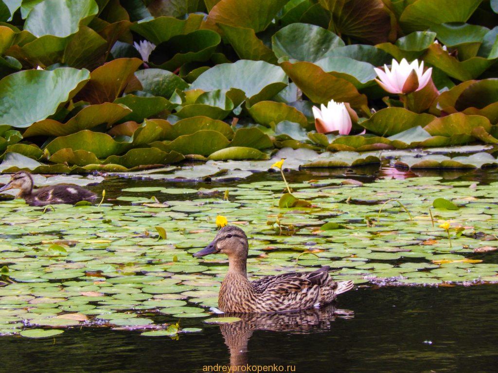 Кувшинки на Монастырском озере. Гора Бештау