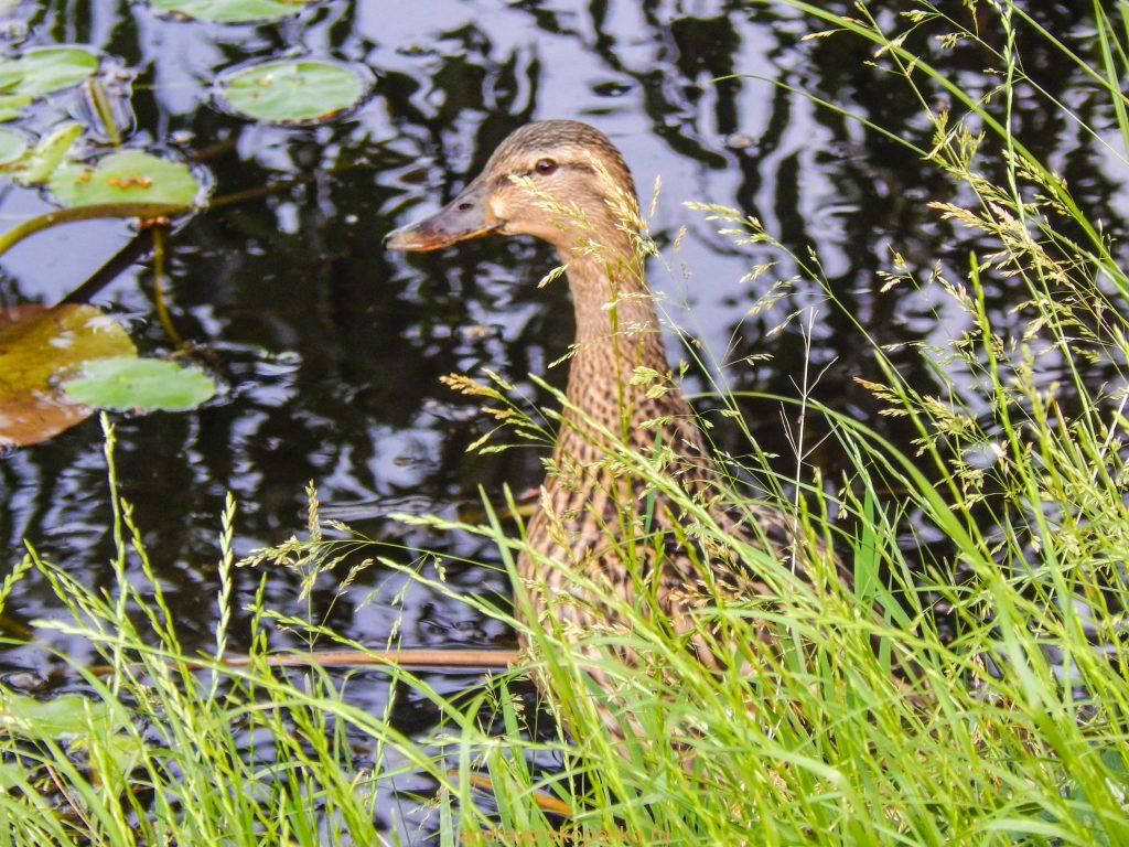 Кувшинки на Монастырском озере. Гора Бештау