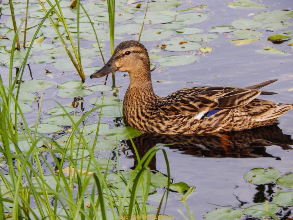 Кувшинки на Монастырском озере. Гора Бештау
