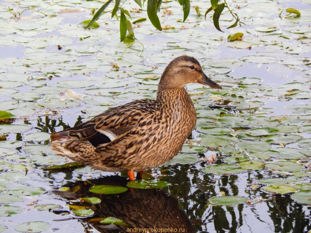 Кувшинки на Монастырском озере. Гора Бештау