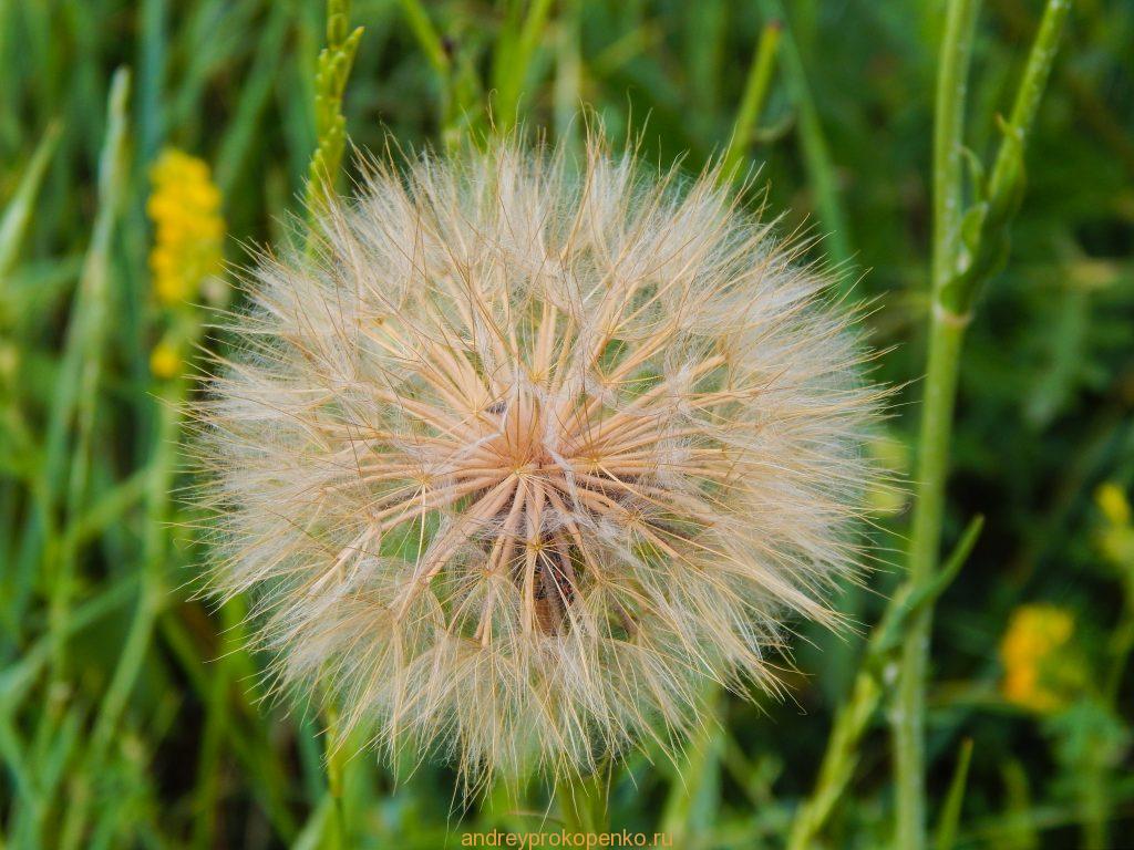 Кувшинки на Монастырском озере. Гора Бештау