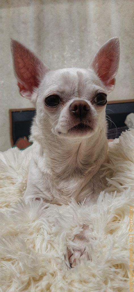 Сделать сайт в Пятигорске, Кисловодске, кмв