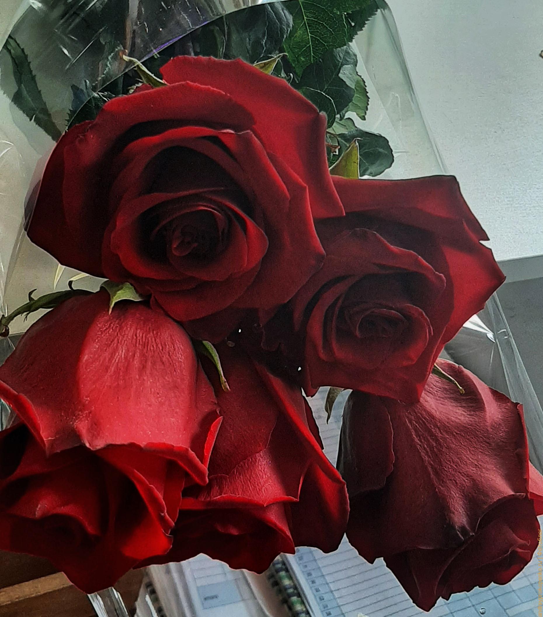 Купить букет роз в Пятигорске