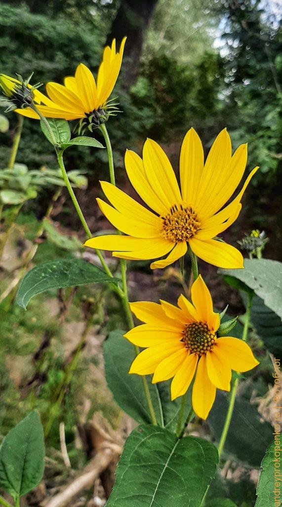 Осенняя прогулка около горной реки Подкумок в Пятигорске