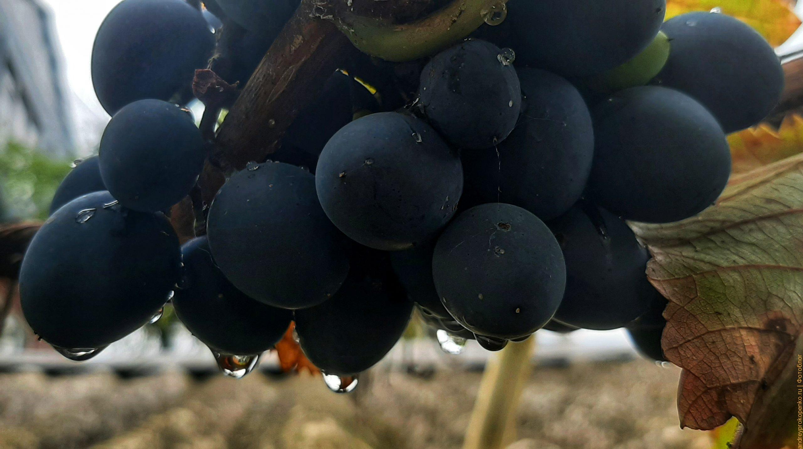 Домашний виноград. Осень и природа в Пятигорске