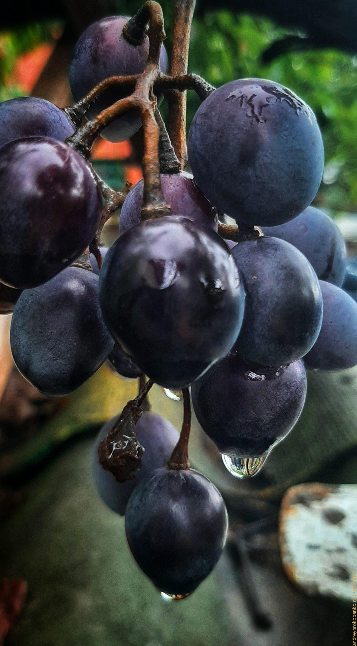 Домашний виноград. Осень и природа в Пятигорске