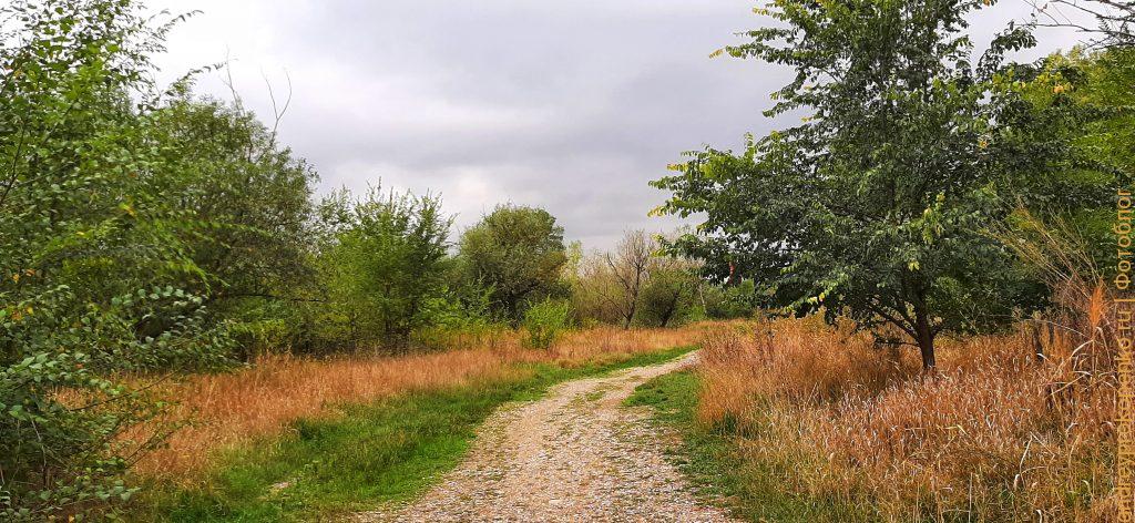 Дорога в осеннем лесу