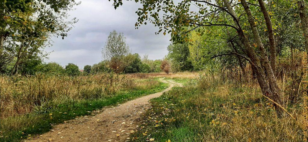 Осенняя дорога в лесу