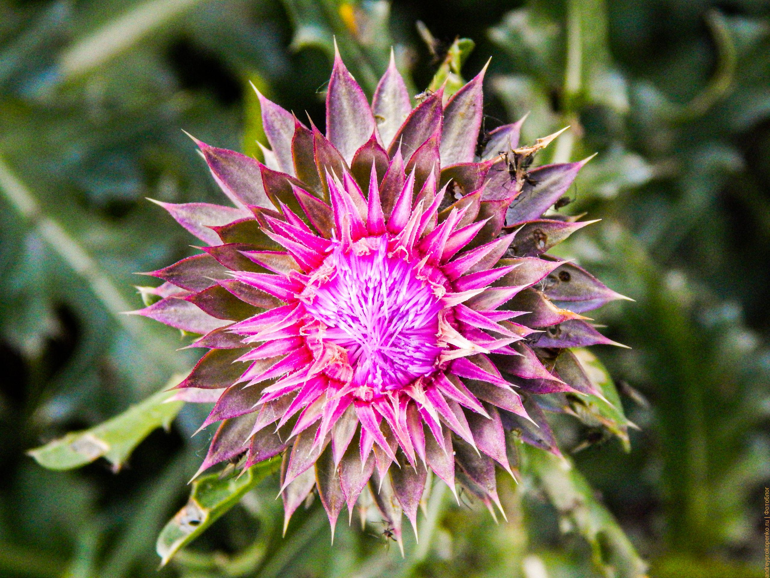 Цветок Чертополоха в регионе КМВ / Фото дня