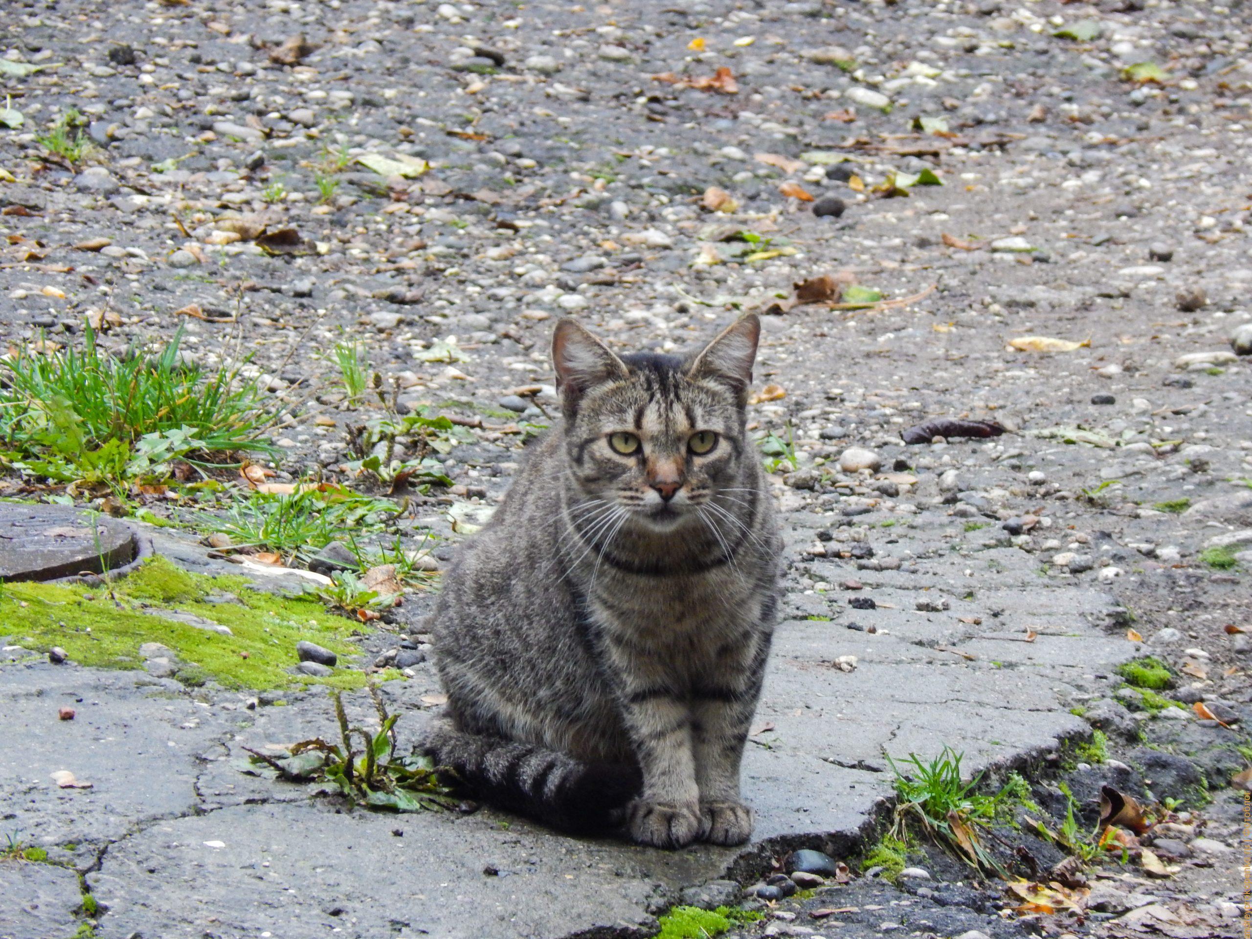Кисловодские коты - негласный символ известного курорта