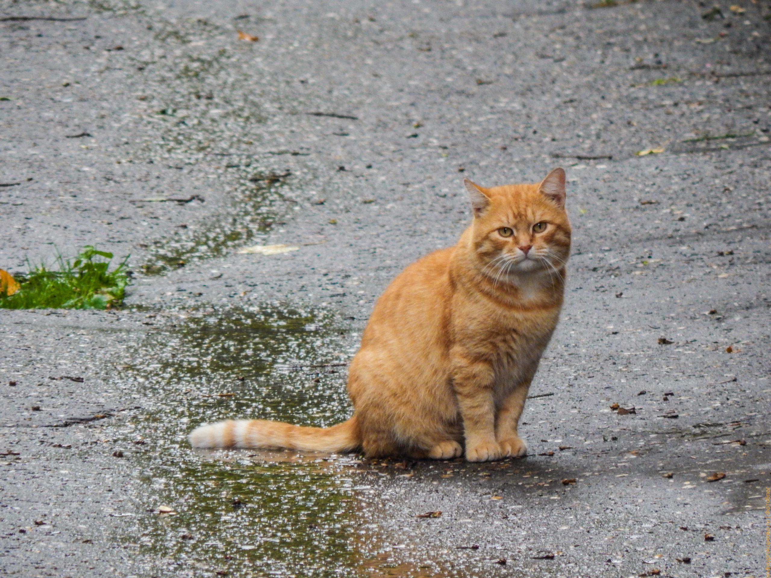 Кисловодские коты - негласный символ известного курорта