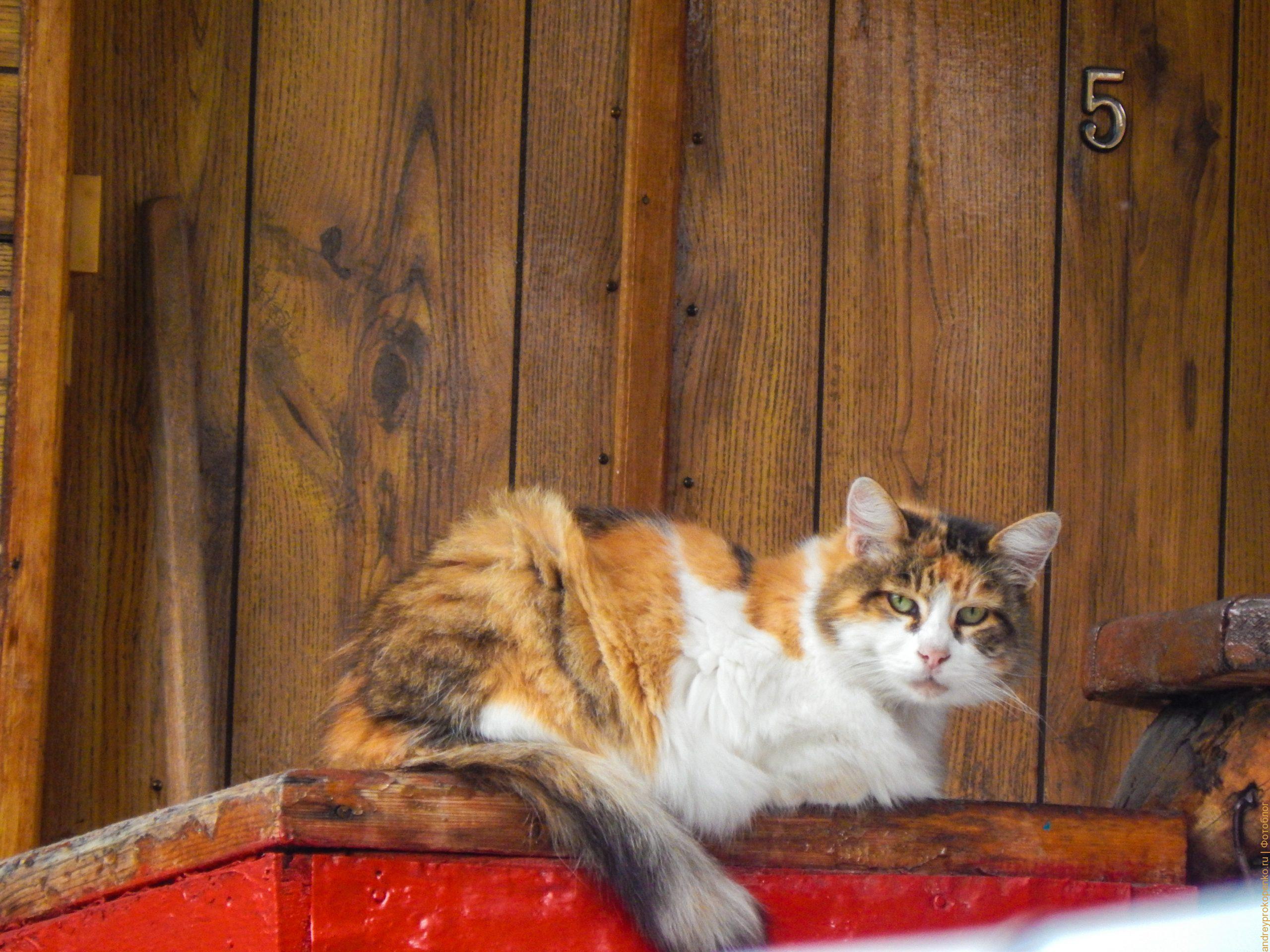 Кисловодские коты - негласный символ известного курорта