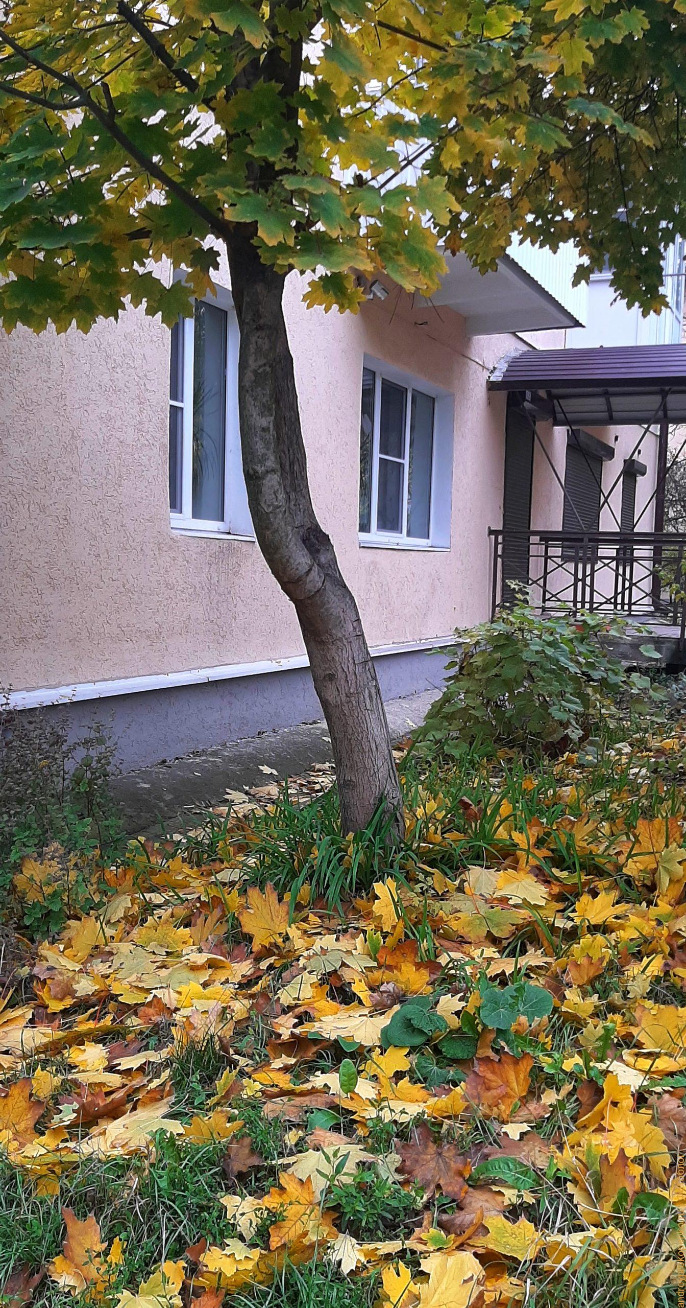 Осень за окном. Дворики Пятигорска / Фото дня