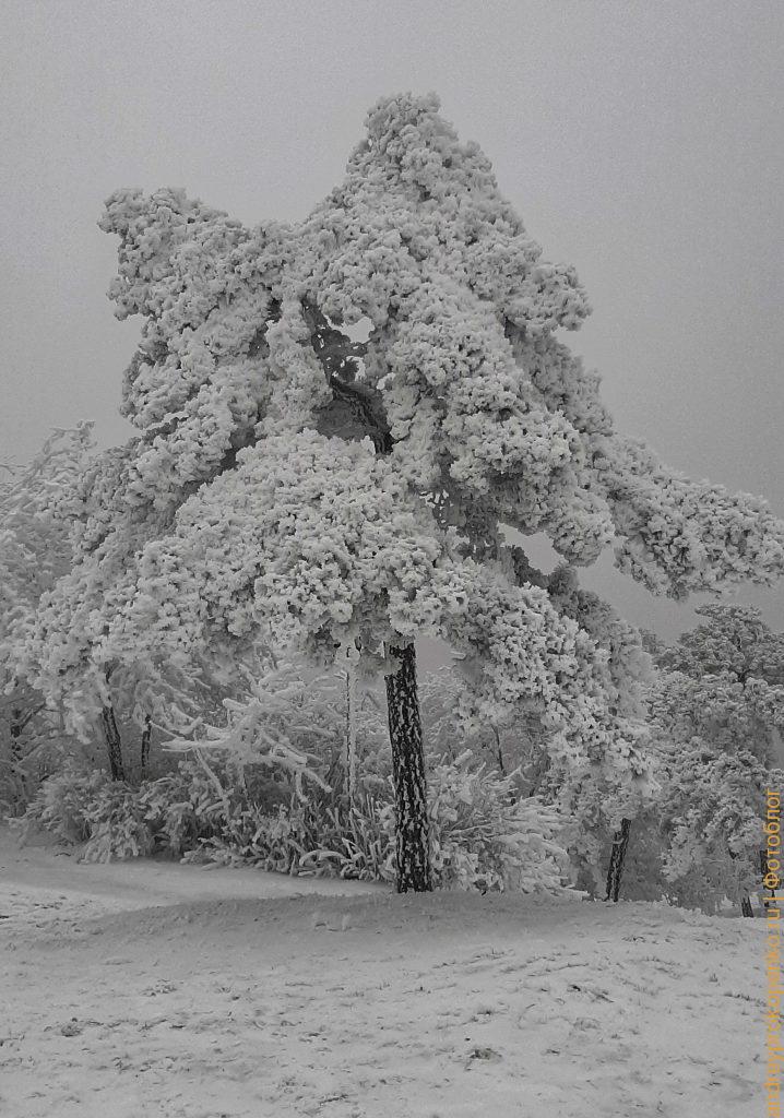 Зимняя красота в Пятигорске. Парк Цветник