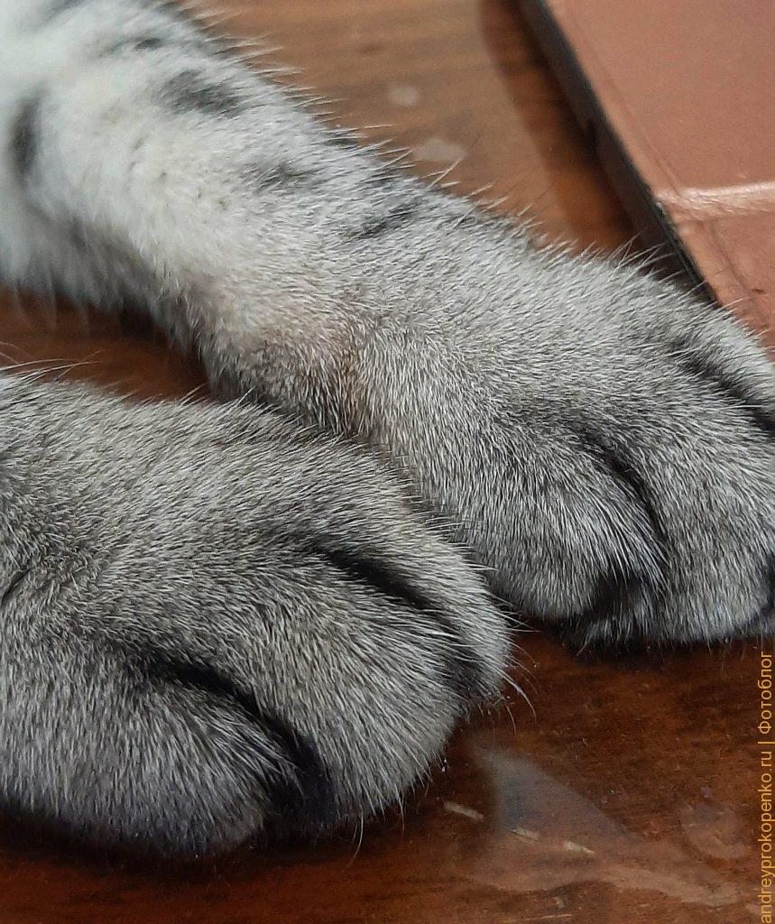 Pornhub подвёл итоги 2022 года