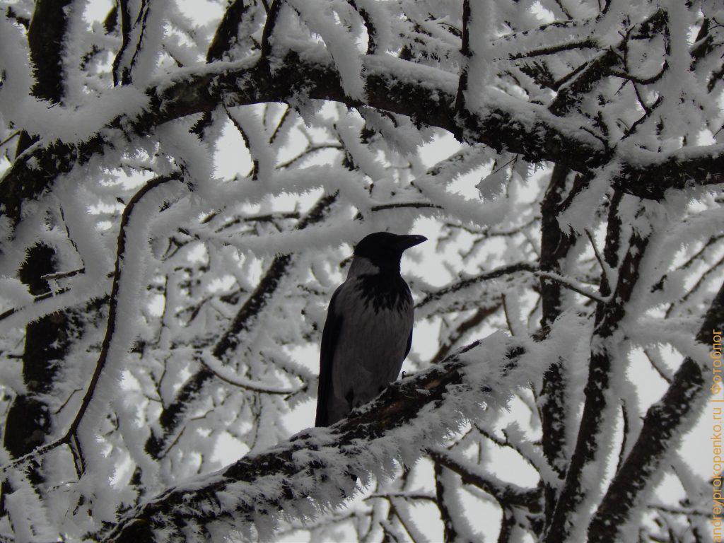 Пятигорск в снежном плену