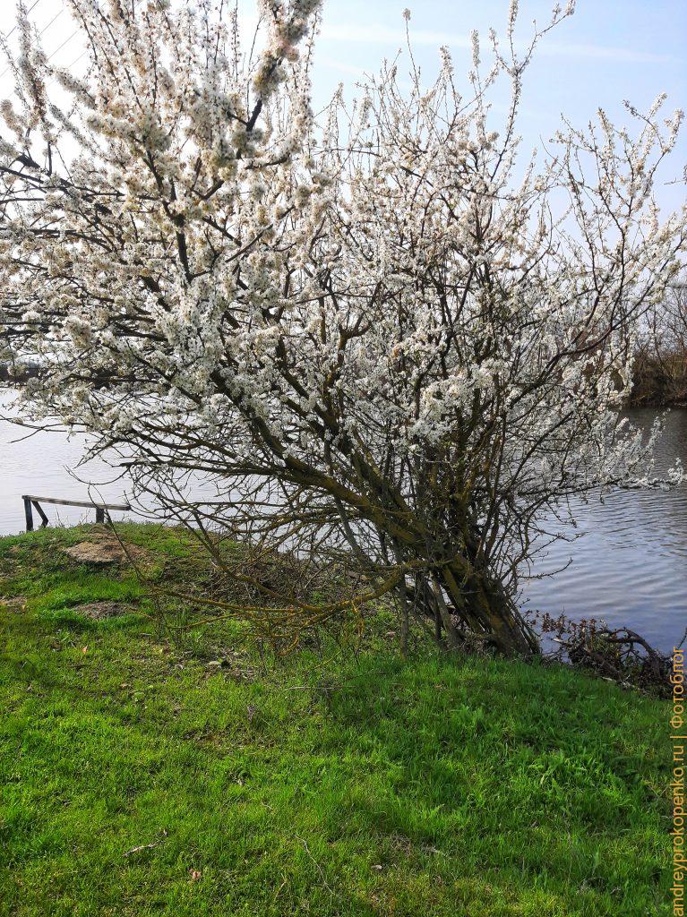 Цветущие весной деревья в регионе КМВ