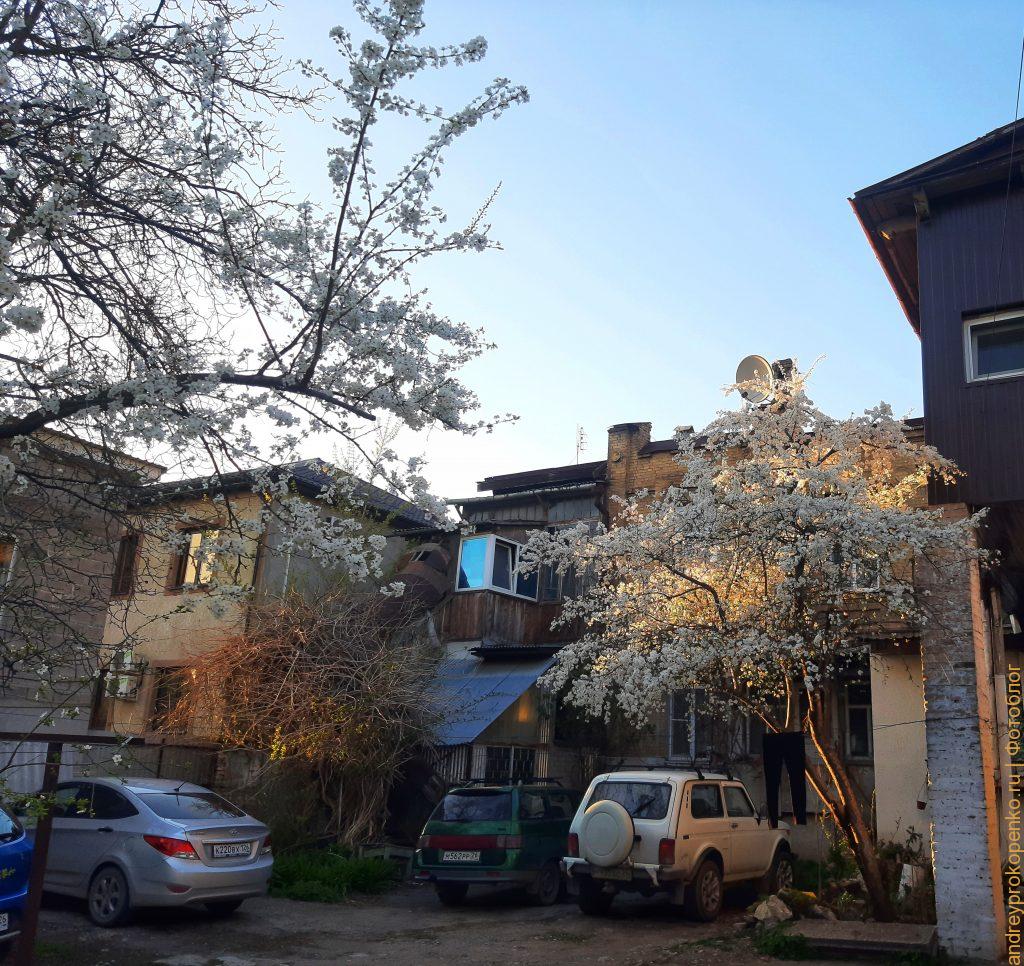 Цветущие весной деревья в регионе КМВ