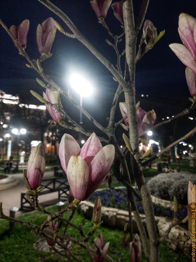 Цветущие весной деревья в регионе КМВ