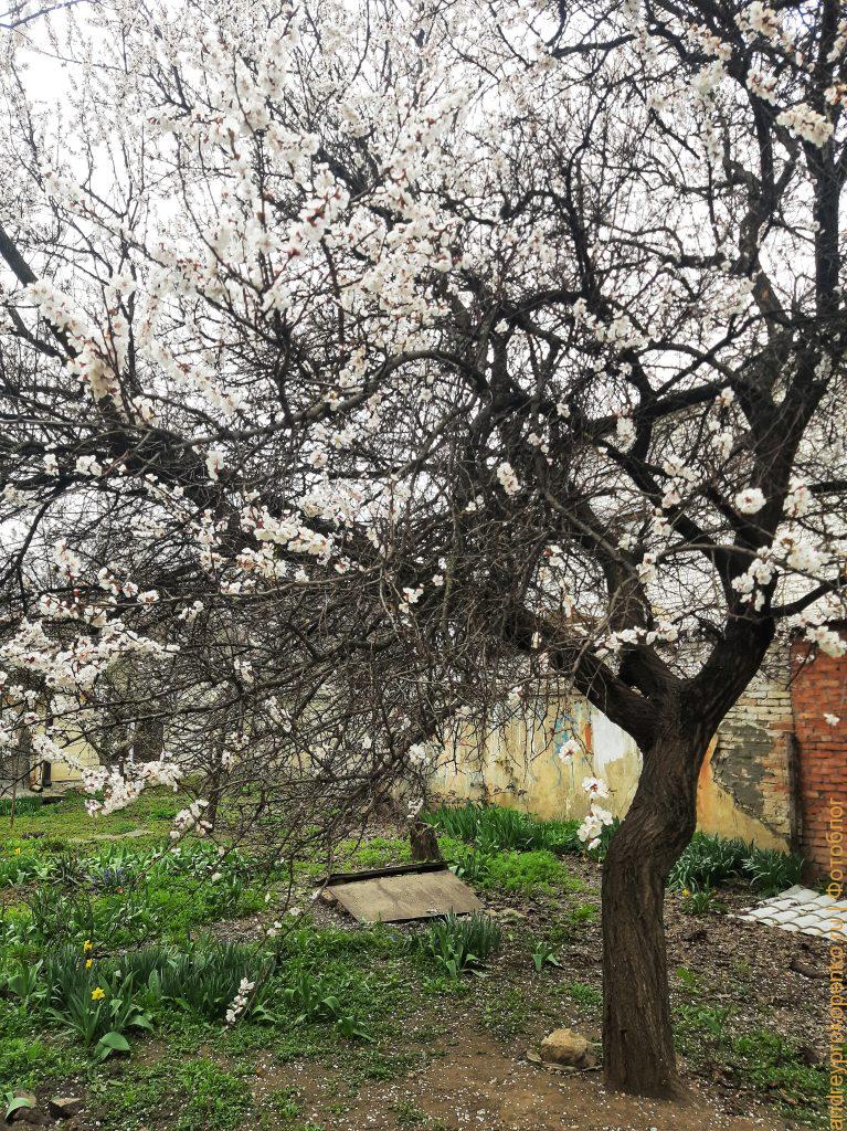 Цветущие весной деревья в регионе КМВ