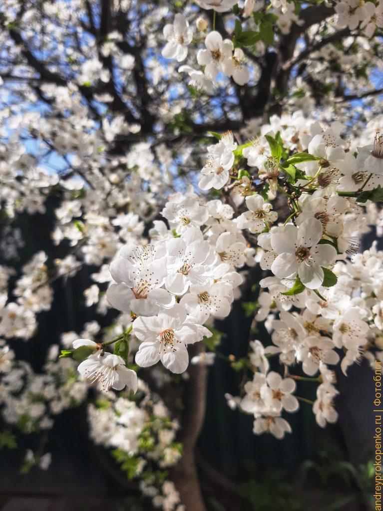 Цветущие весной деревья в регионе КМВ