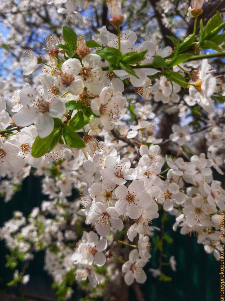Цветущие весной деревья в регионе КМВ