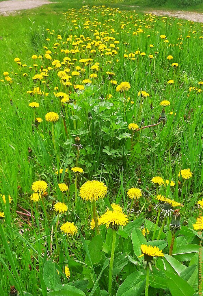 Весна около дома