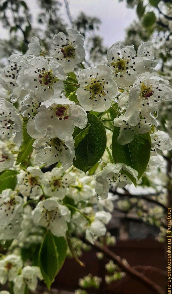 Весна около дома