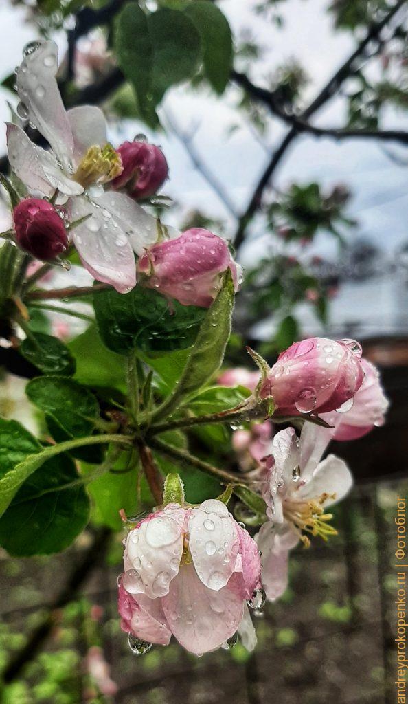 Весна около дома