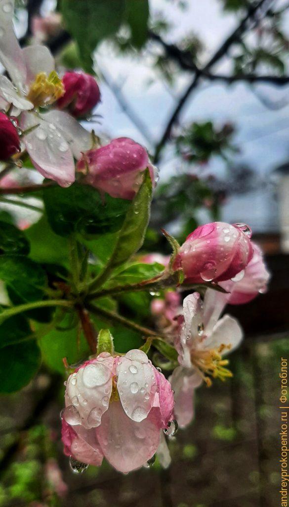 Весна около дома