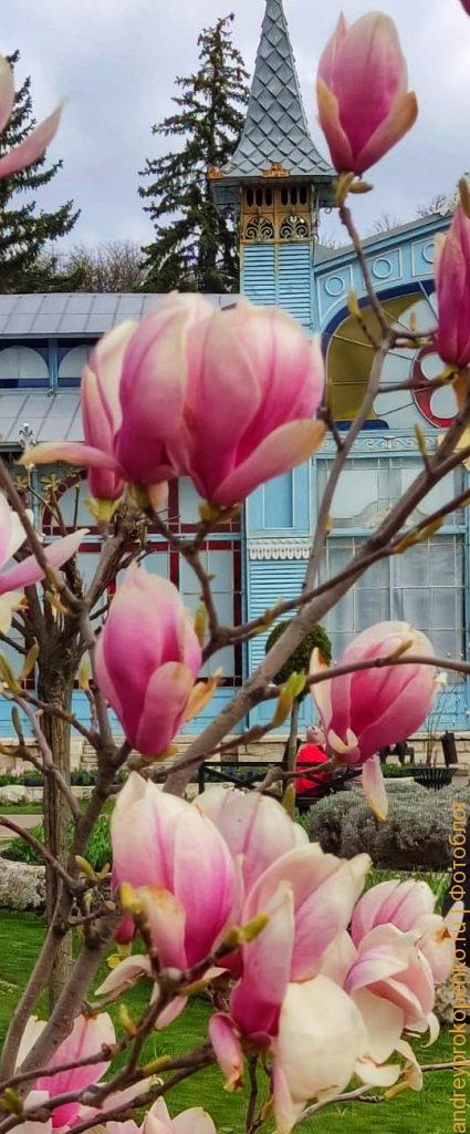 В Пятигорском парке Цветник распустились магнолии. Смотрим глазами неиросетей