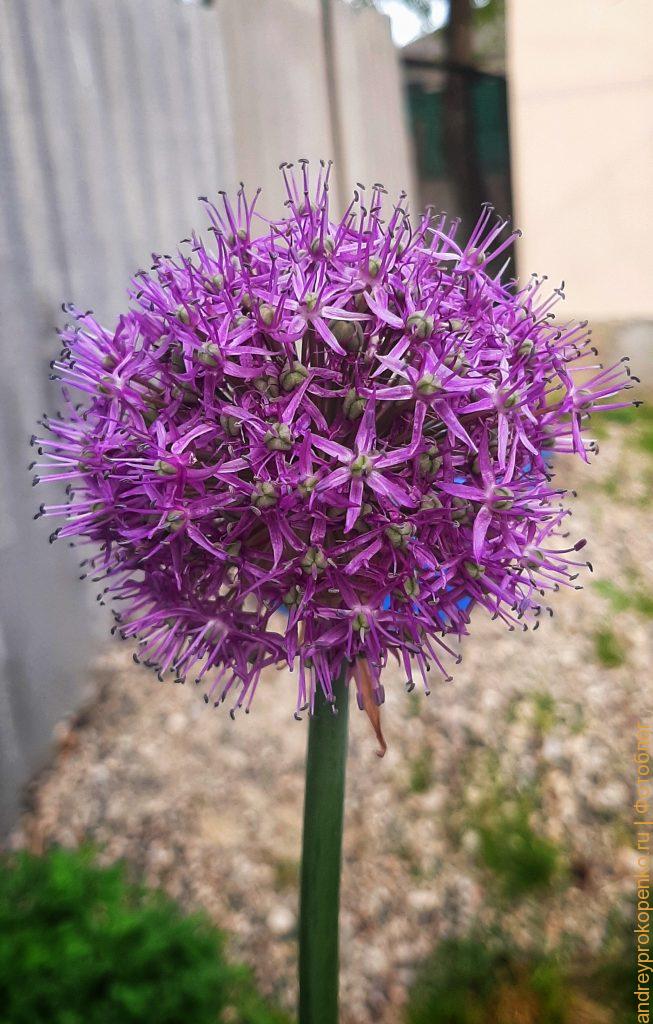 Пятигорские пчелы и цветы лука