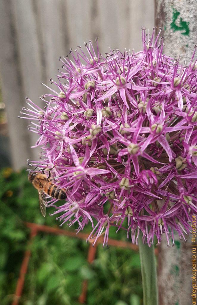 Пятигорские пчелы и цветы лука